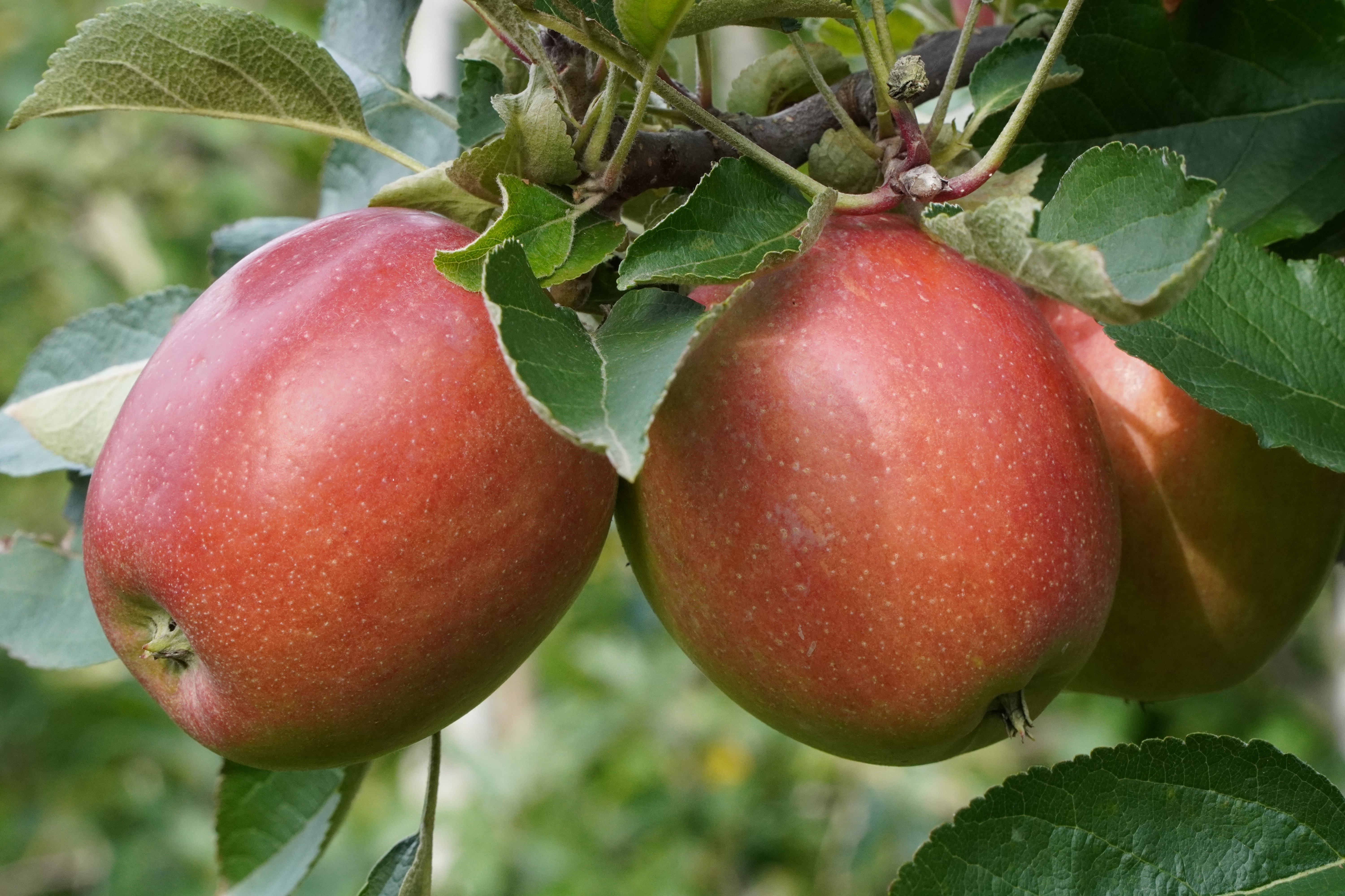 Sadownicy postulują zmiany w Krajowym Planie Strategicznym Wspólnej Polityki Rolnej