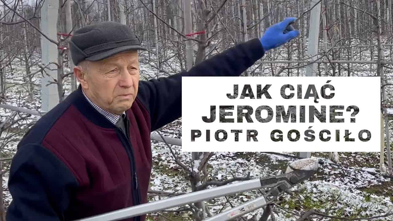 Jak ciąć Jeromine? Komunikat Sadowniczy Piotr Gościło – odc. 2