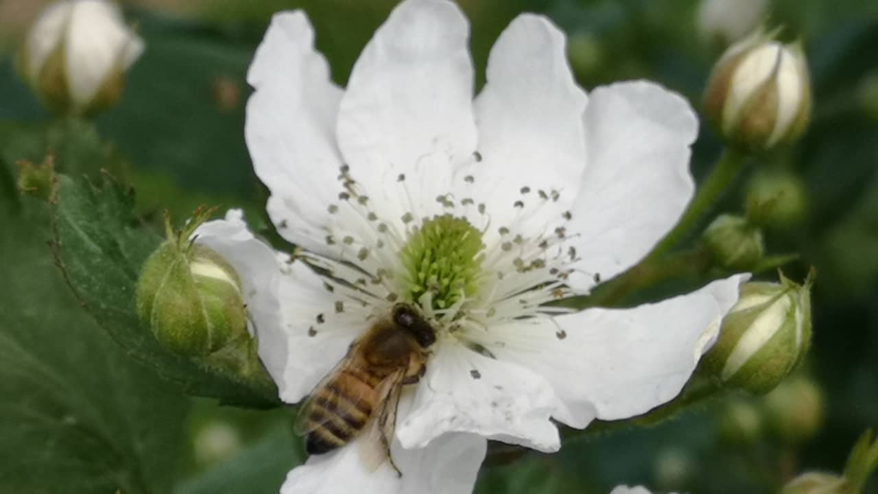 Z wizytą w jeżynach Zbigniew Marek 1/2021