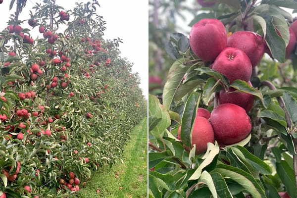 Joly Red – jabłko, które zachwyca słodyczą i kolorem