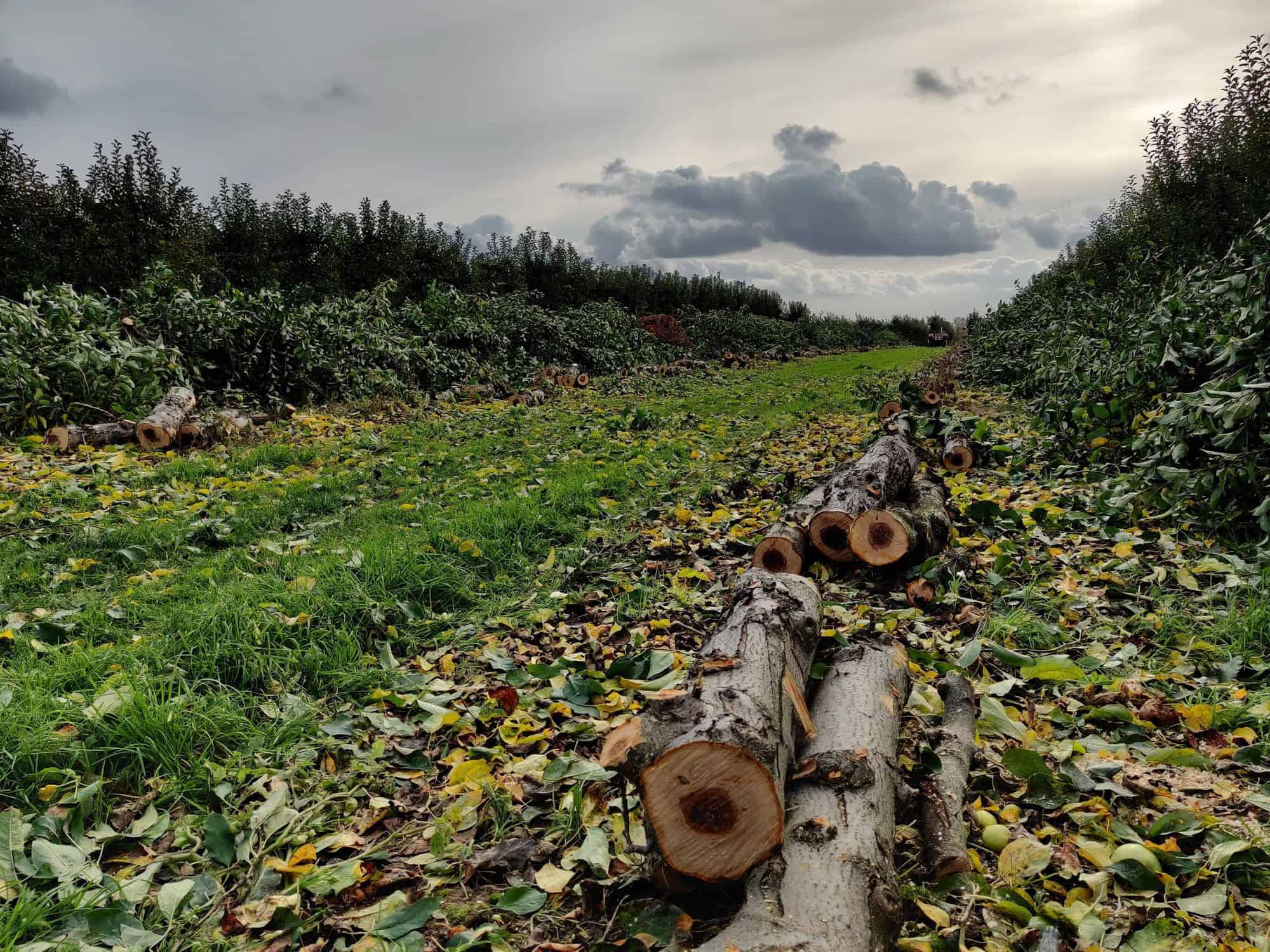 Nowe zastąpi stare? Skala wymiany sadów jest duża