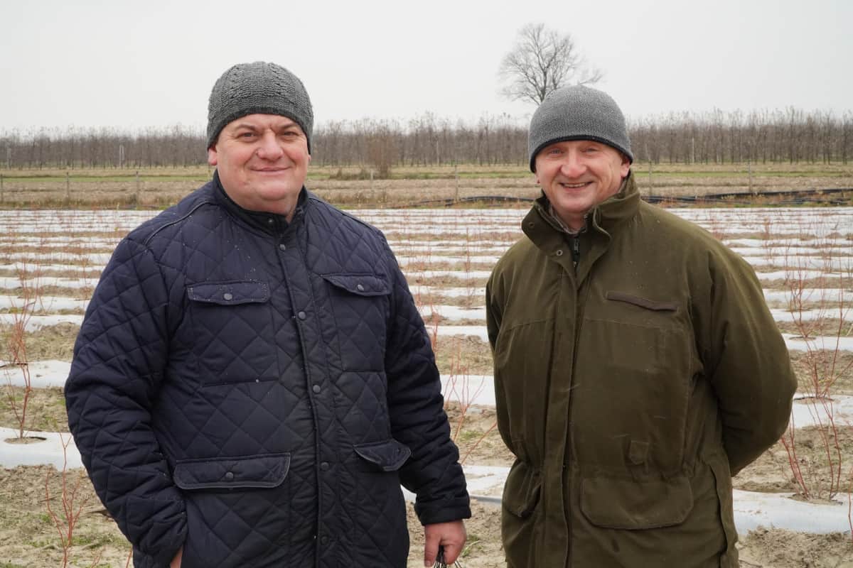 Redukcja odmian na plantacji borówki