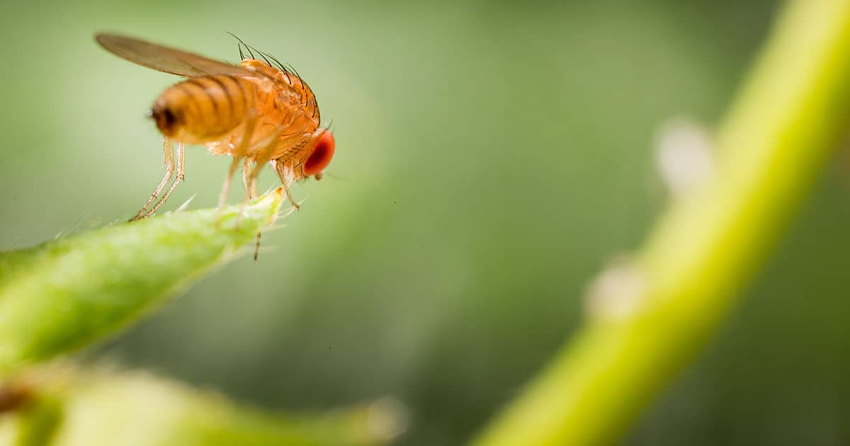Strategia ochrony przeciw Drosophila suzuki oraz zwalczanie innych szkodników borówki