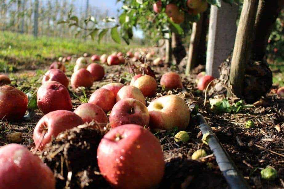 Złodzieje nie śpią. Kradzież jabłek w sadzie w gminie Pniewy [VIDEO]