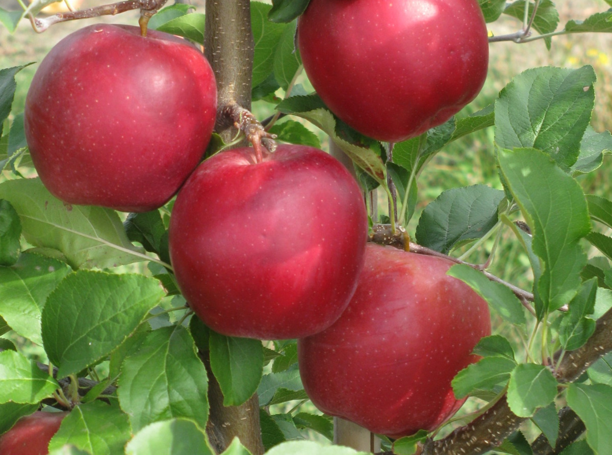 ‘Ligol Red’ ma dużą szansę stać się naszym towarem eksportowym