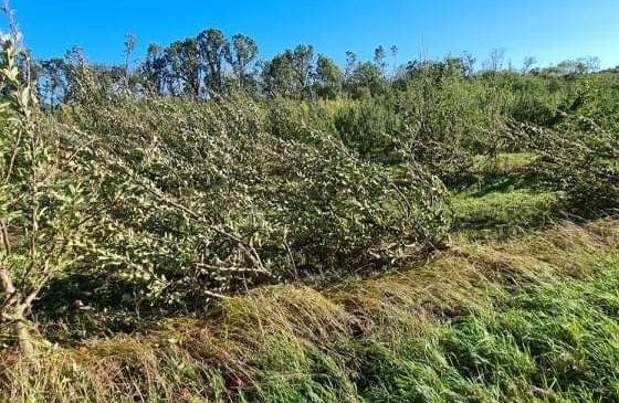 Mołdawia: Sady zniszczone przez gwałtowną burzę