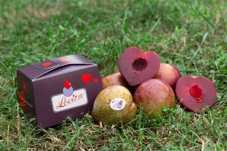 Lovita® – nowa odmiana śliwek 
