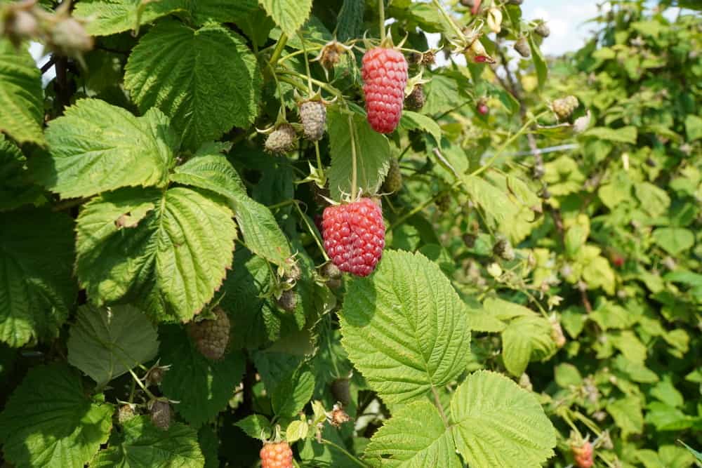 Wzrost ceny czarnej porzeczki i niespodziewany spadek ceny malin