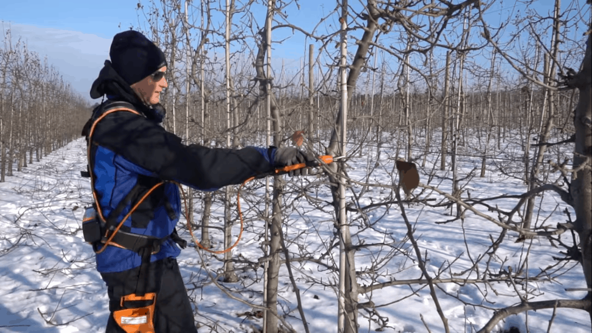 Polscy sadownicy muszą zmienić mentalność, jeśli chcą sprzedawać jabłka w dobrej cenie
