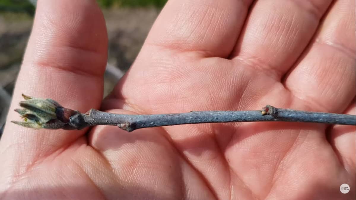 Po zabiegu MIEDŹ MAX 700 - tlenochlorek miedzi 700 g/l