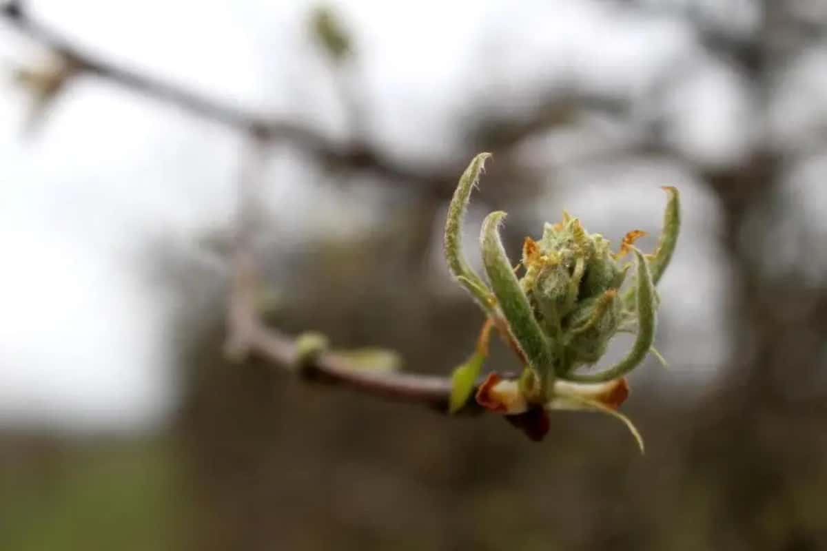 Miodówka – problem sadów gruszowych 