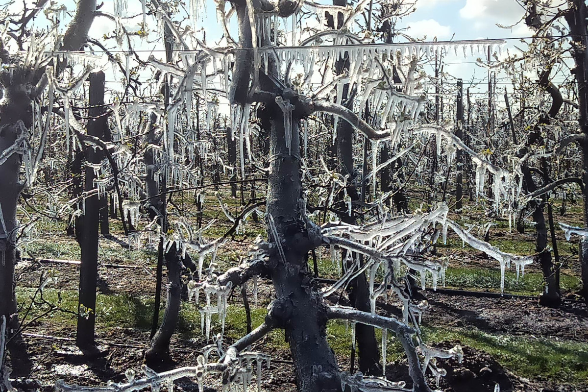 3 minuty na możliwość zawarcia polisy od gradu i 12 minut od przymrozków. To skandal!