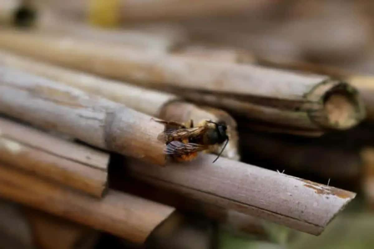 Murem za murarką, czyli akcja „Budujemy populację owadów zapylających” powraca 