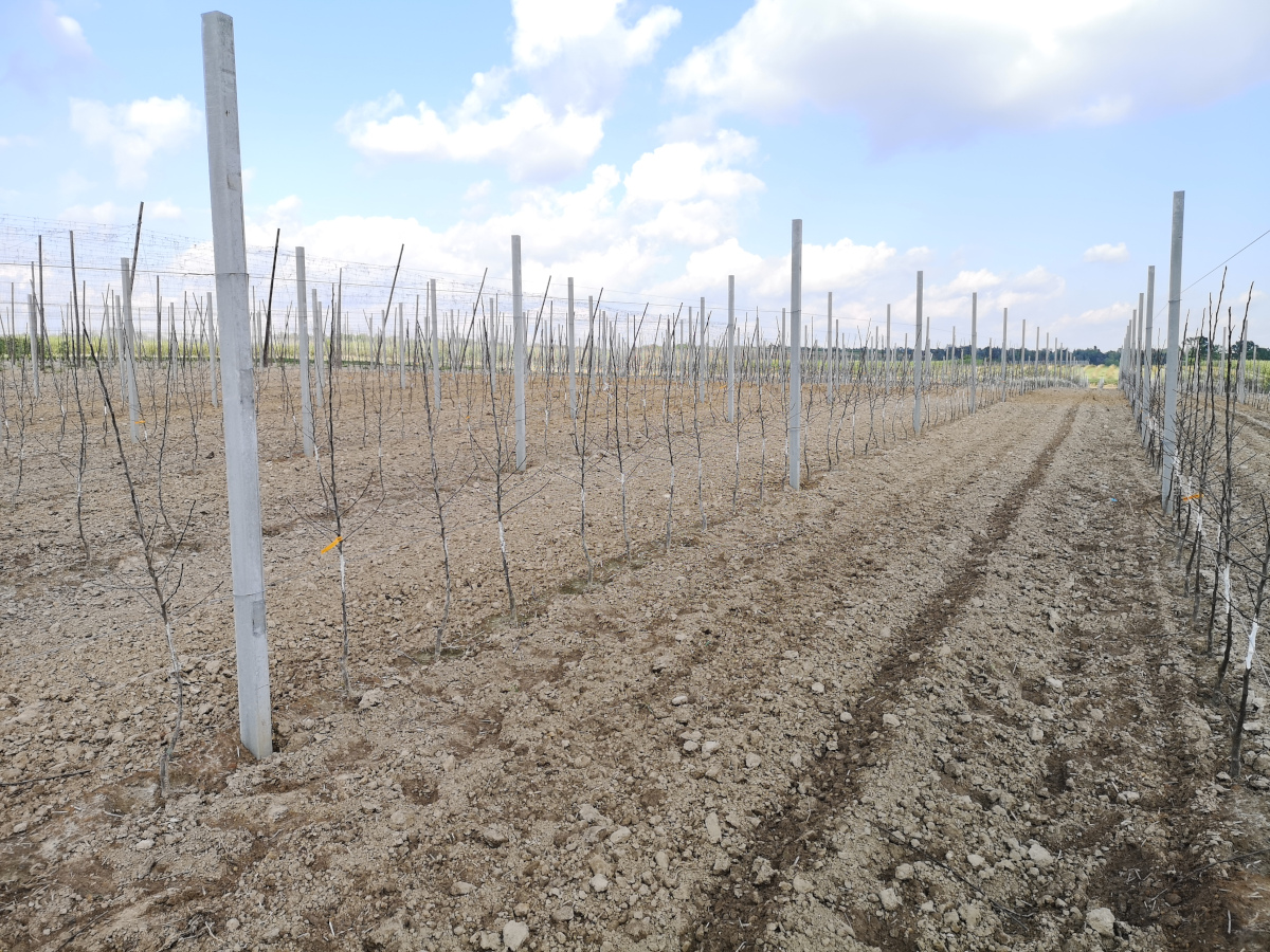 Nie wszyscy boją się nadprodukcji 