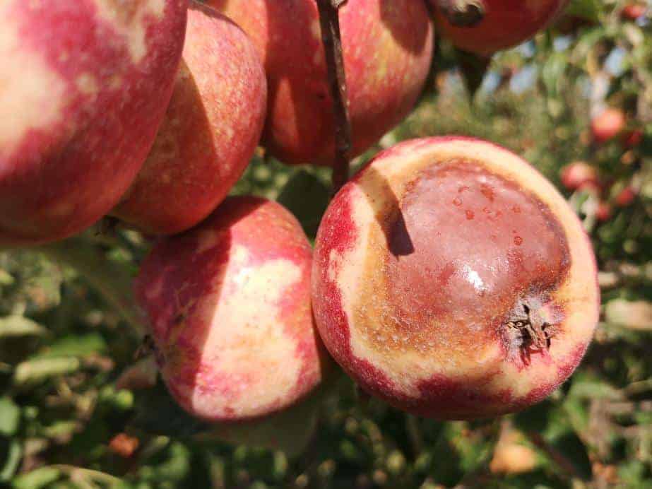 Katastrofalny rok dla belgijskich jabłek i gruszek? Belgowie szacują straty spowodowane oparzeniami słonecznymi