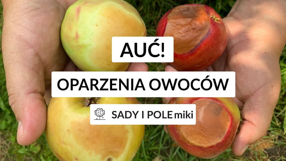 SADY I POLEmiki odc. 55 - Jak przeciwdziałać oparzeniom owoców?