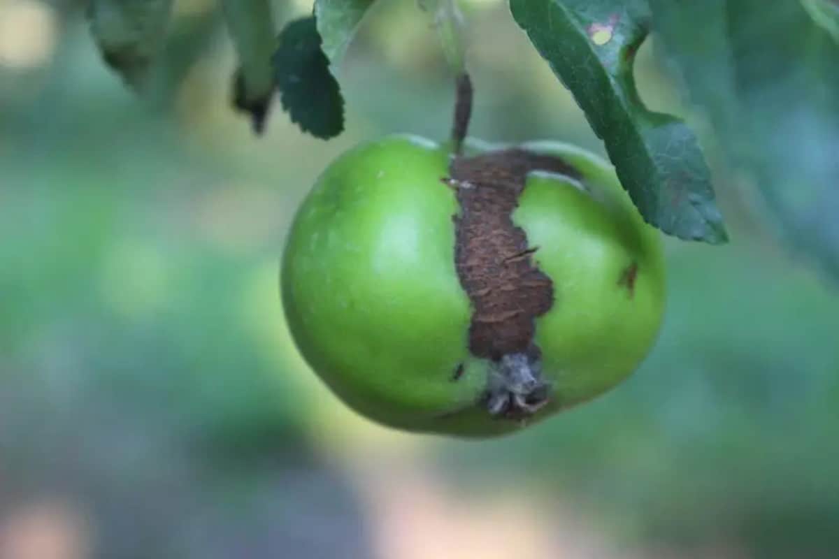 Parch jabłoni odporny na fungicydy. Naukowcy alarmują 