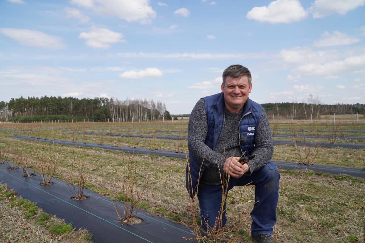 Borówki – przezimowanie młodej plantacji 