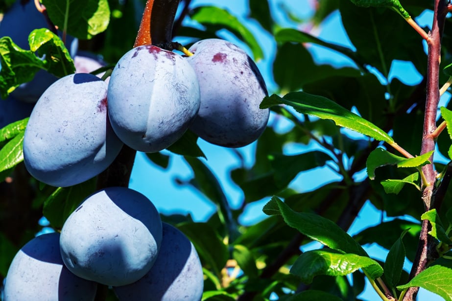 Straty w produkcji śliwek na Węgrzech wynoszą ponad 50%