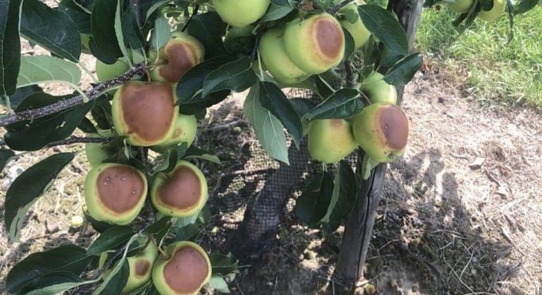 Fala upałów powoduje spustoszenie w belgijskich sadach