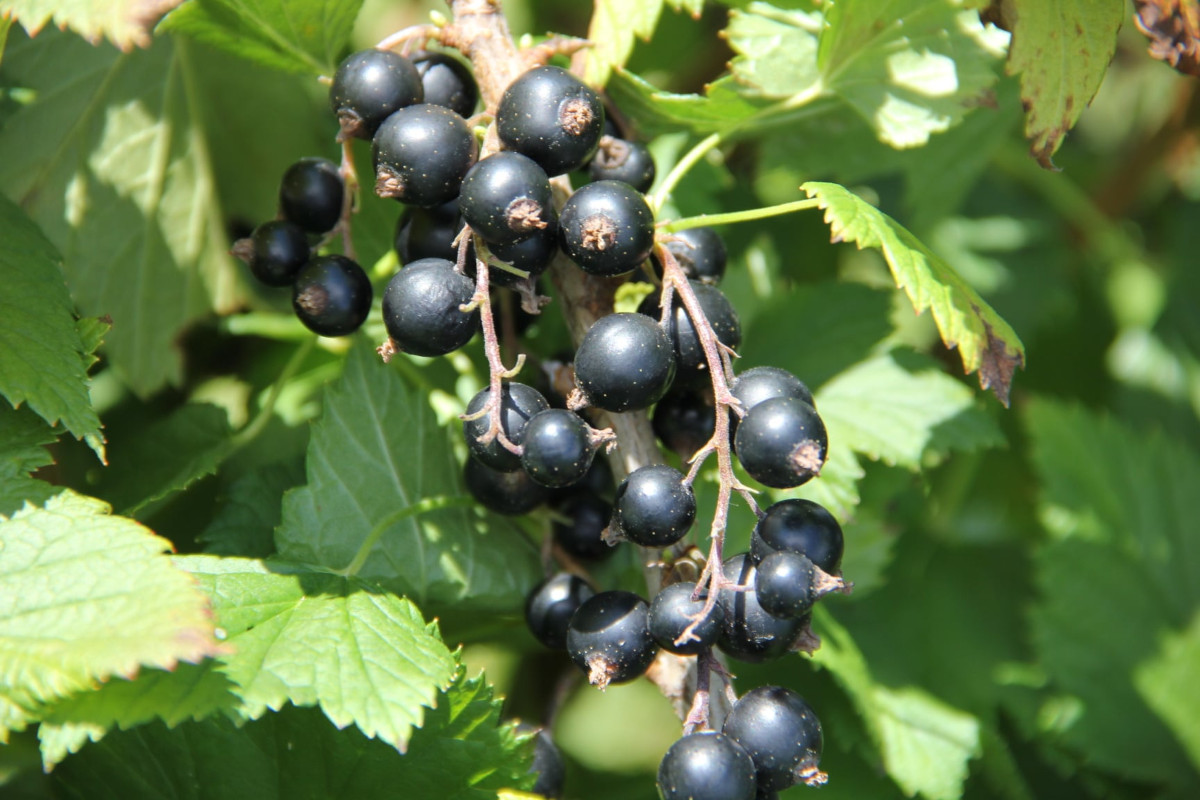'Polonus' odmiana porzeczki odporna na wielkopąkowca porzeczkowego