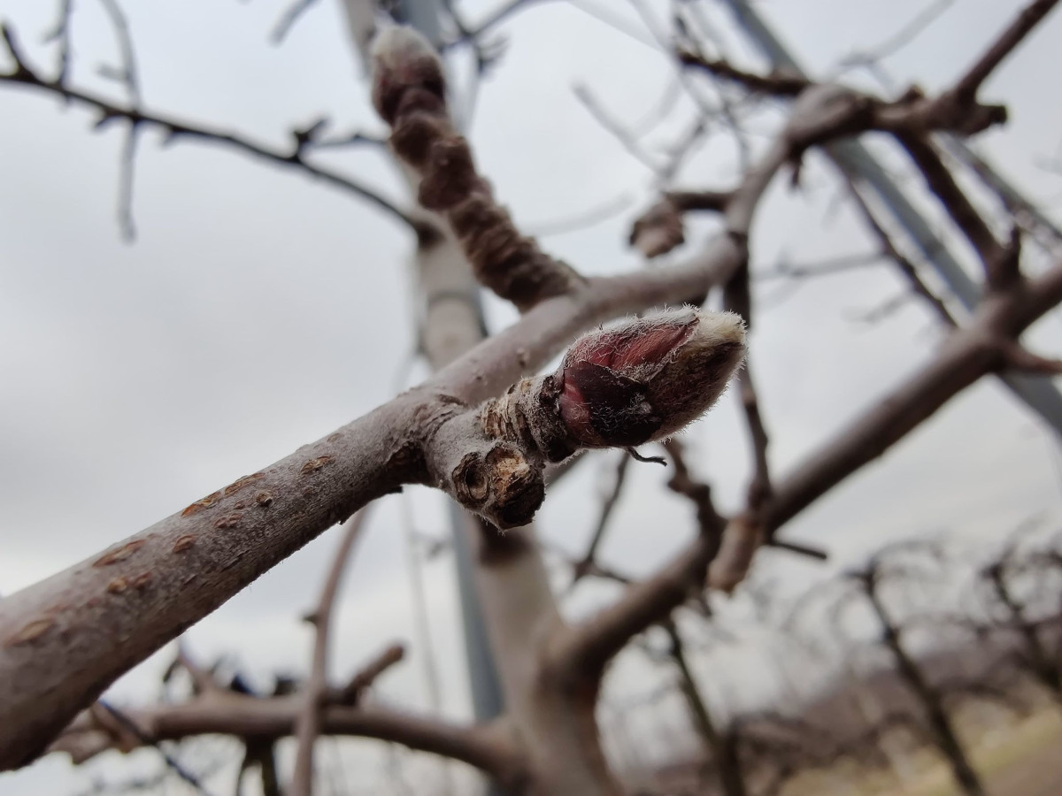 Zwalczanie przędziorków w sadach bez uodparniania szkodników 