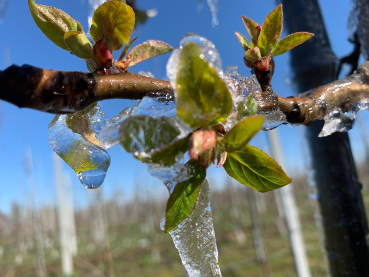 Francuscy producenci stracili prawie całe plony