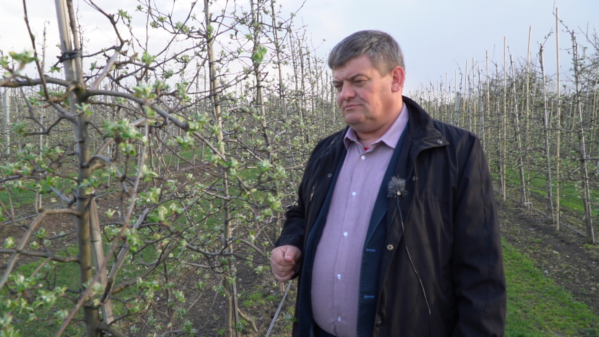 Przymrozki – przygotowanie drzew, Zbigniew Marek 22.04.2021