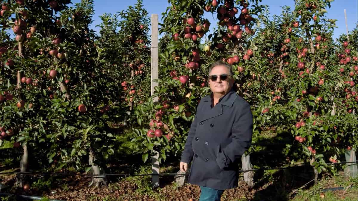 Jakie skarby kulinarne można wyczarować z grójeckich jabłek? Znany kucharz odwiedził zagłębie sadownicze