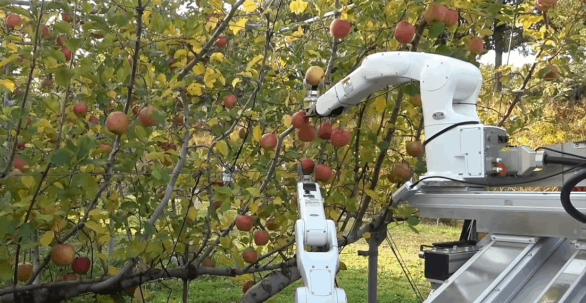 Japońska propozycja robota do zbioru jabłek i gruszek (WIDEO)