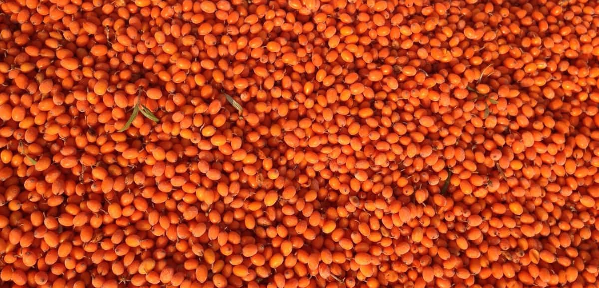 Rokitnik - złoty sprzymierzeniec w trudnych czasach pandemii