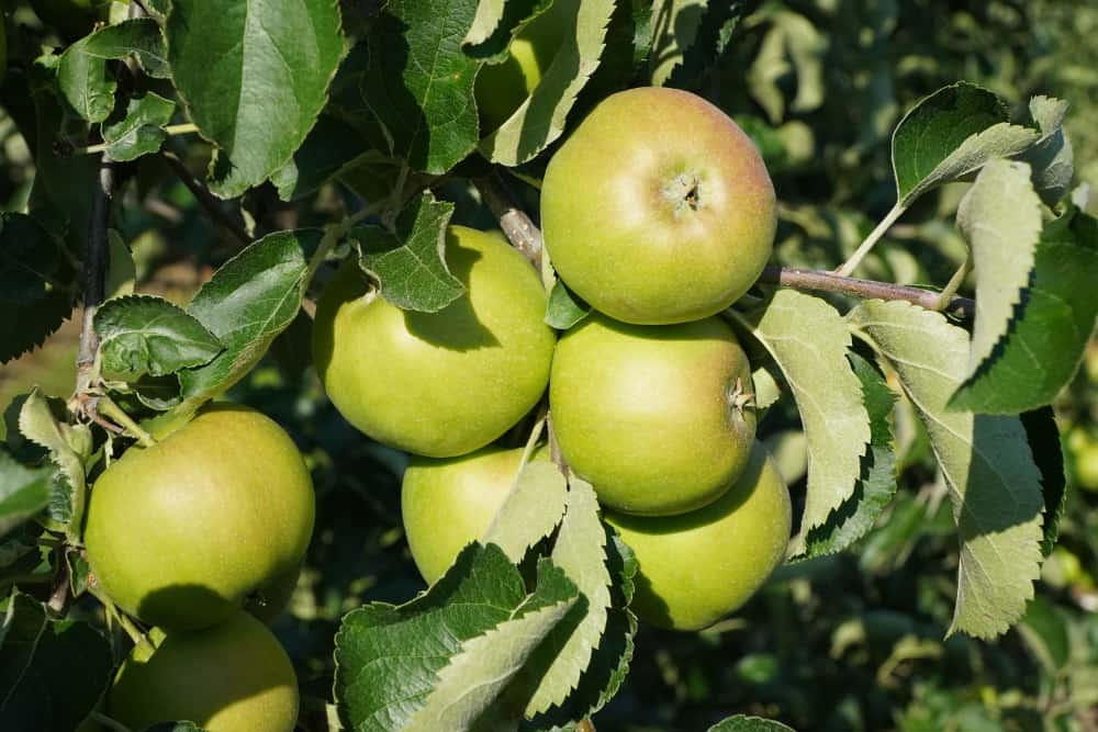 SADY I POLEmiki odc. 53 - Duże dawki wapnia w sadzie z właściwą ochroną