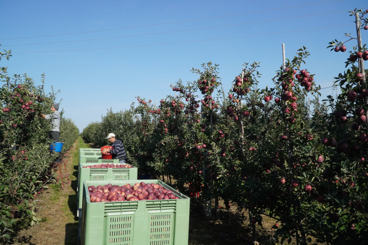 Kto zbierze włoskie owoce? 