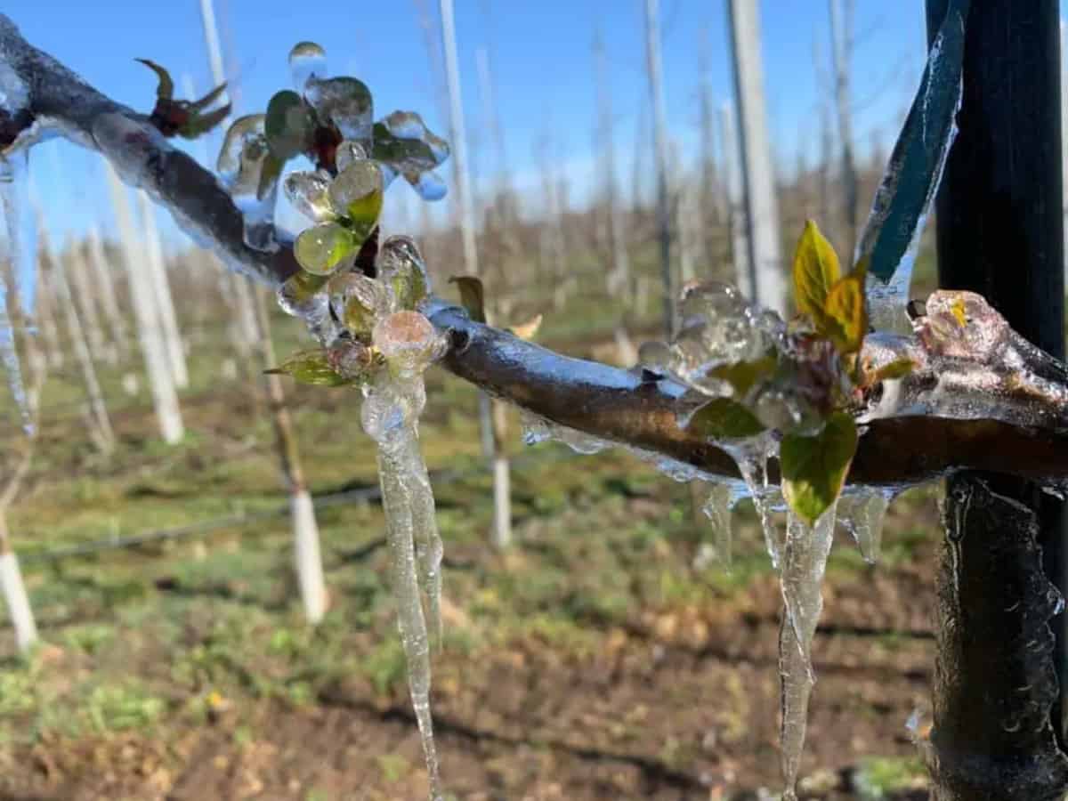 Sadownicy nie mogą ubezpieczyć upraw od przymrozków