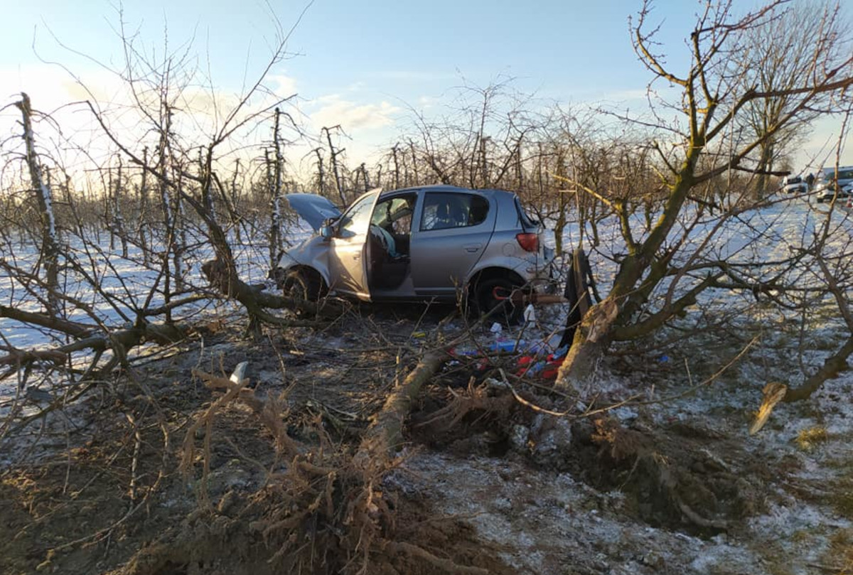 Samochód wypadł z drogi i stratował drzewa w sadzie