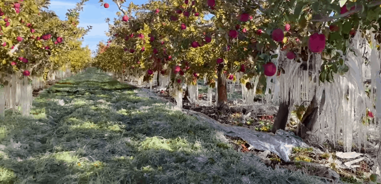 Mróz zaskoczył amerykańskich sadowników