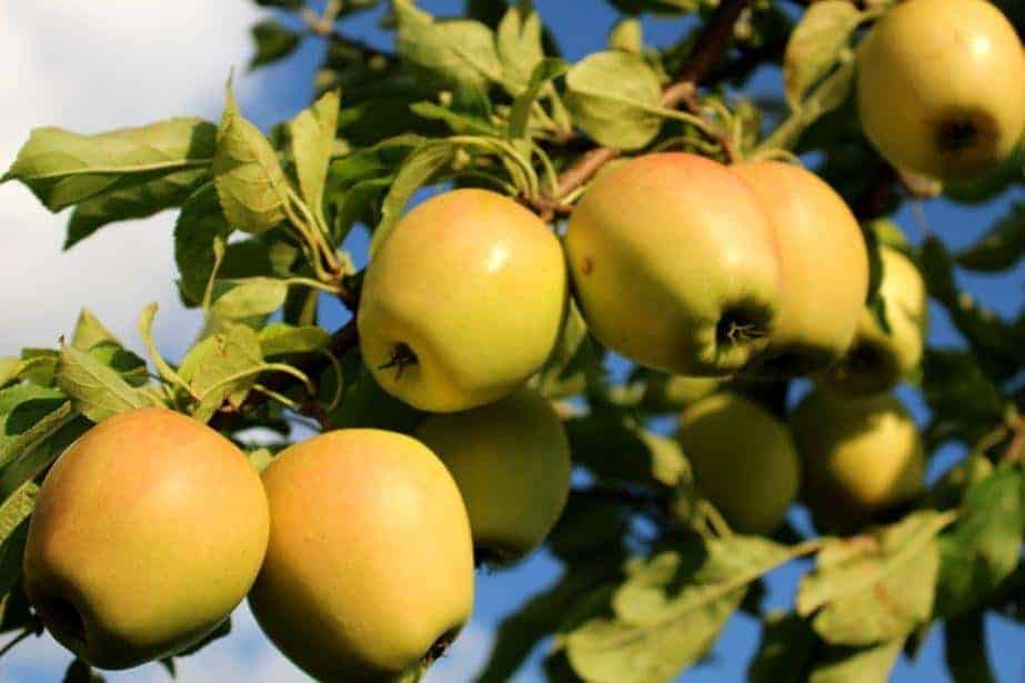 Jak rozwija się sadownictwo w Meksyku? 