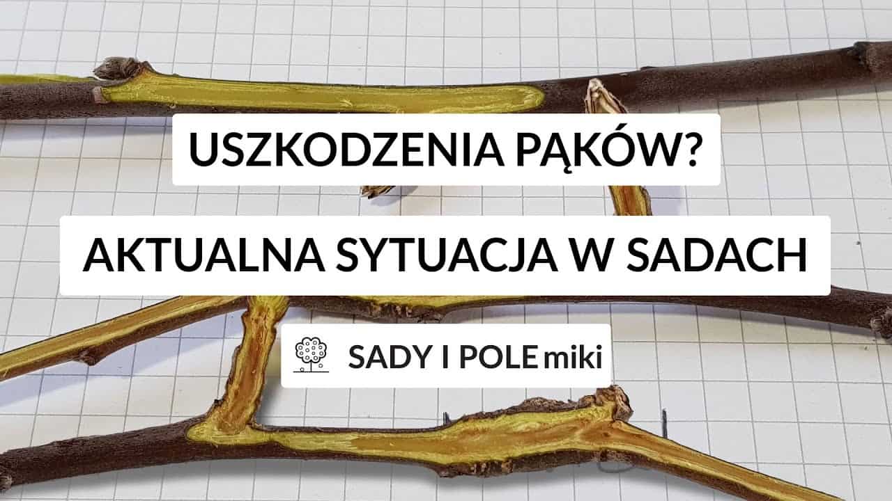 Uszkodzenia pąków? Aktualna sytuacja w sadach