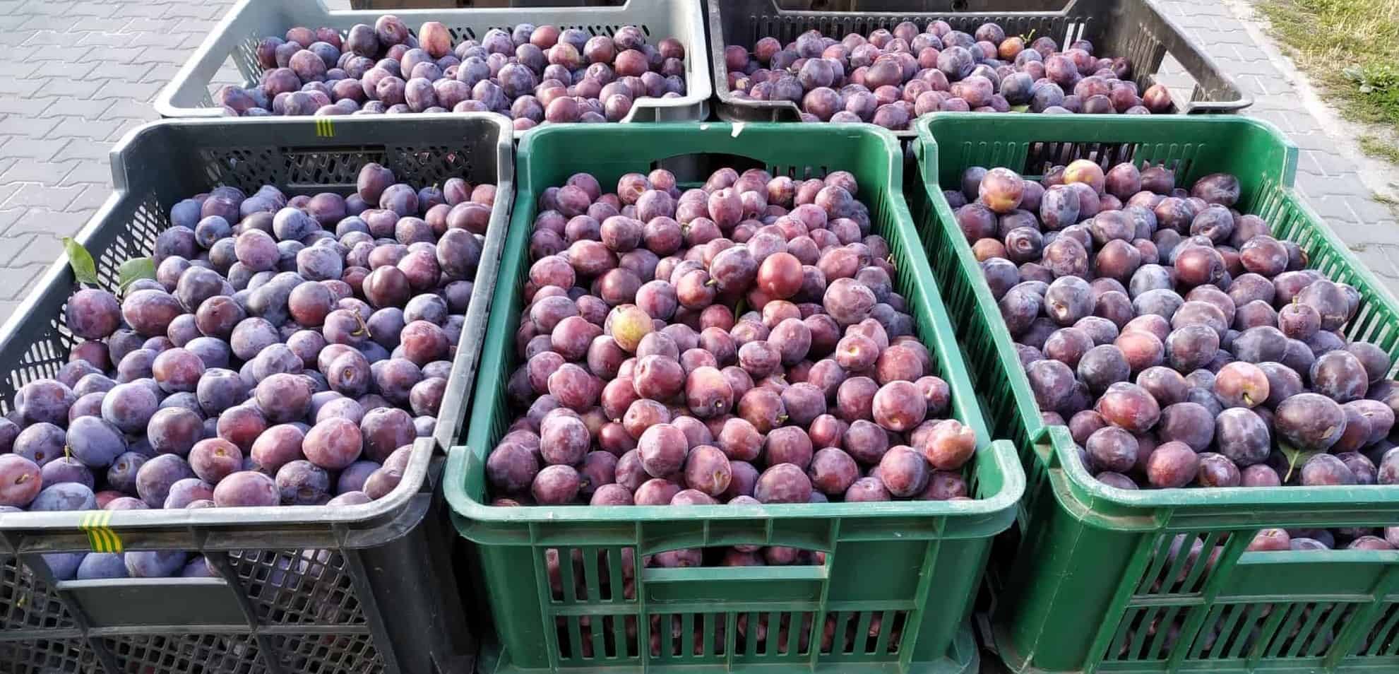 Ceny śliwek na rynkach hurtowych