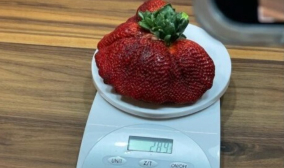 Największa truskawka na świecie waży prawie 290 g