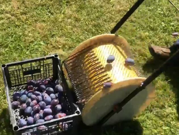 Serbski wynalazek do zbierania śliwek 