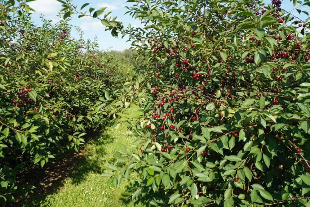 Ceny wiśni: Wracamy do punktu wyjścia