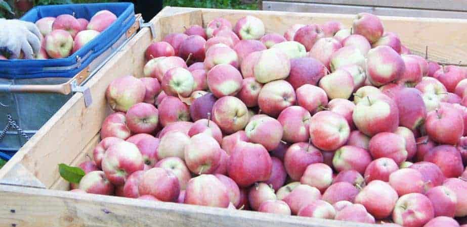 Polacy zbierają gruszki w Belgii. Czy polscy sadownicy również mogą liczyć na pomoc rodaków? 