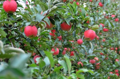 Zingy®  – odmiana, która pod koniec lata ma zachwycić konsumentów