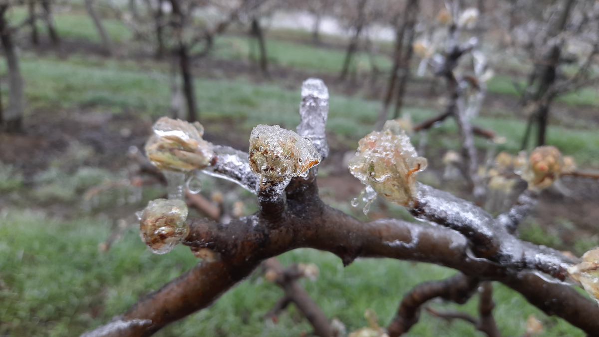 Przymrozki – temperatura spadła nawet do minus 7 stopni  