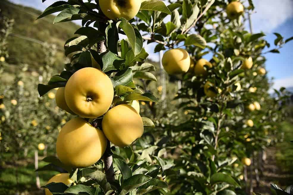 Skradziono jabłka o wartości 11 tys. dolarów