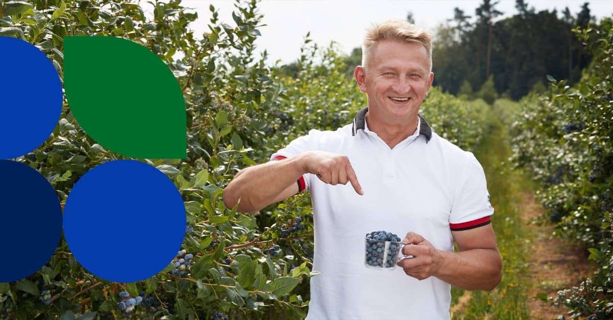 Plantatorzy organizują Borówkobrania