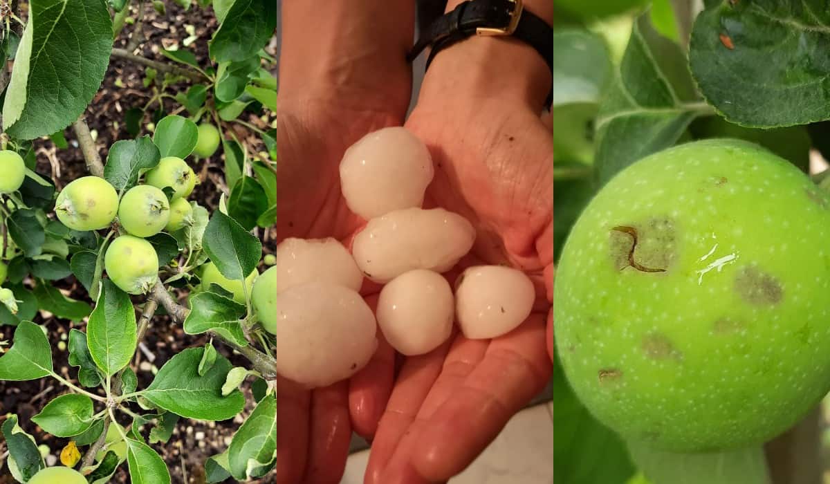 Armagedon pogodowy znów zaskoczył Ministra Rolnictwa!