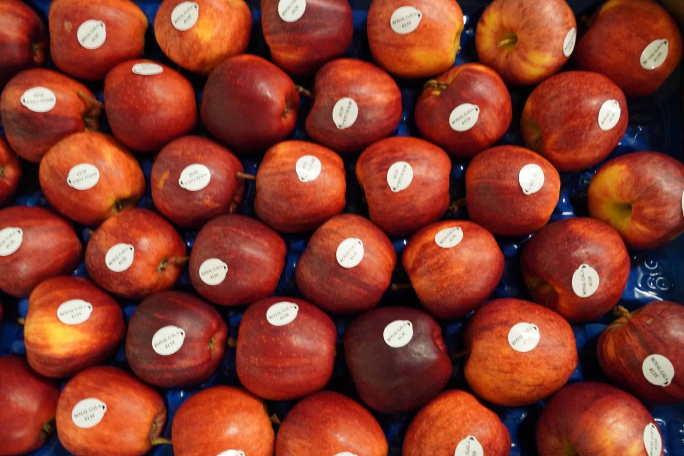 Wysoki popyt na polskie jabłka