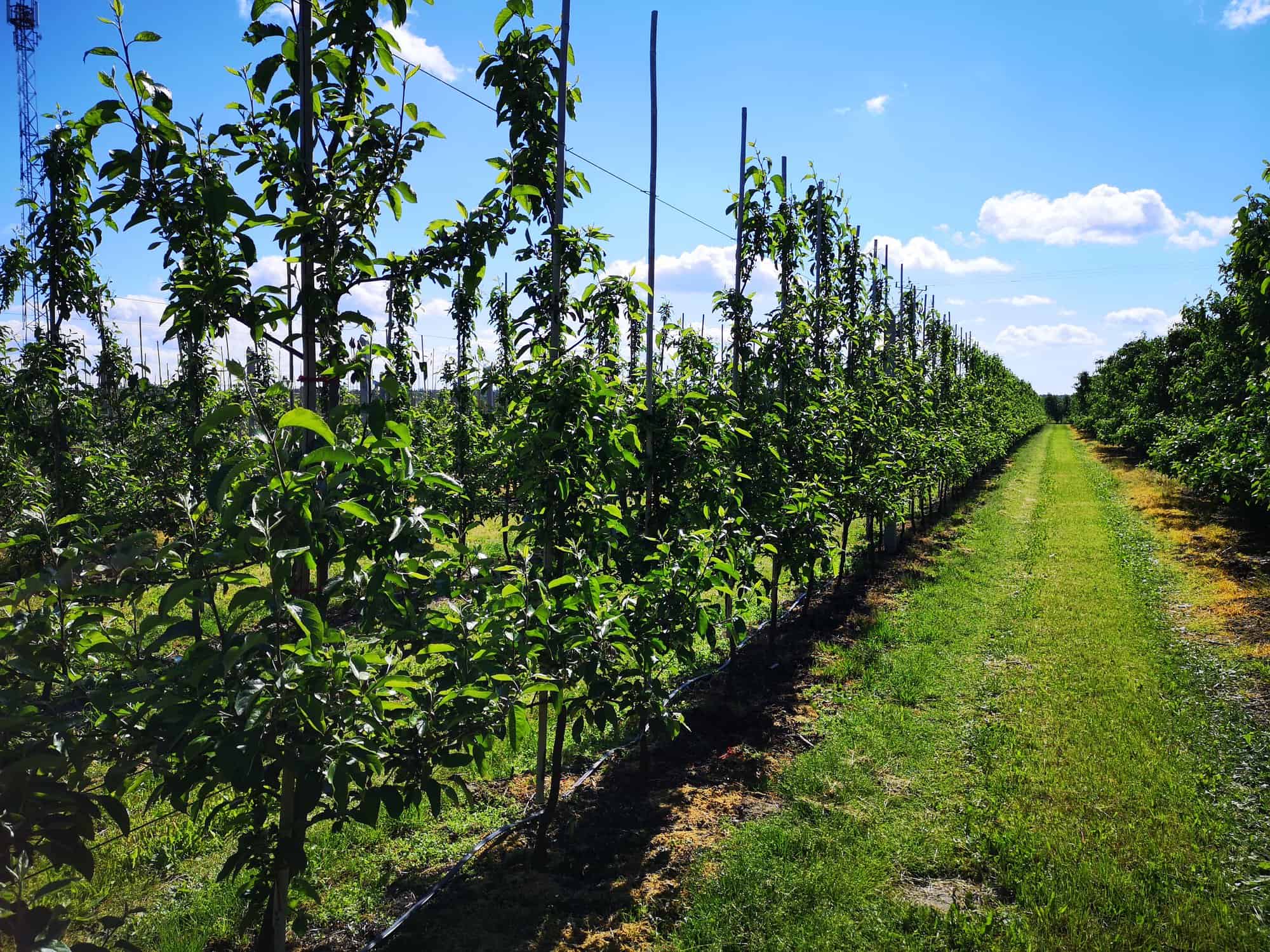 Pogoda na pierwszy tydzień czerwca